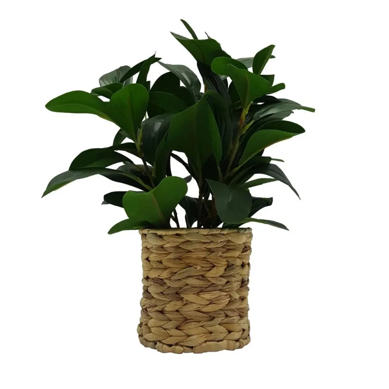 13" Artificial Peperomia Plant in Natural Wicker Basket