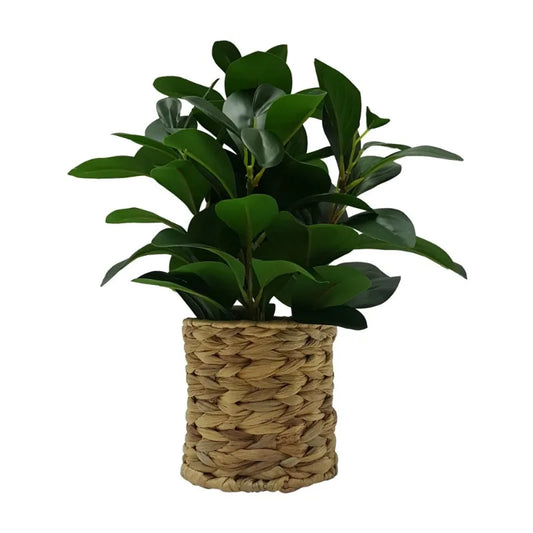 13" Artificial Peperomia Plant in Natural Wicker Basket